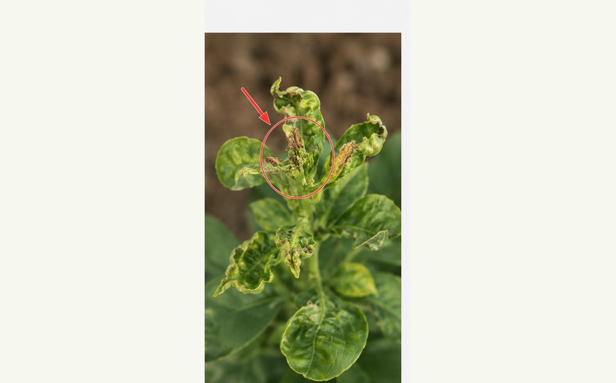 Generated photo-style card for Boron deficiency