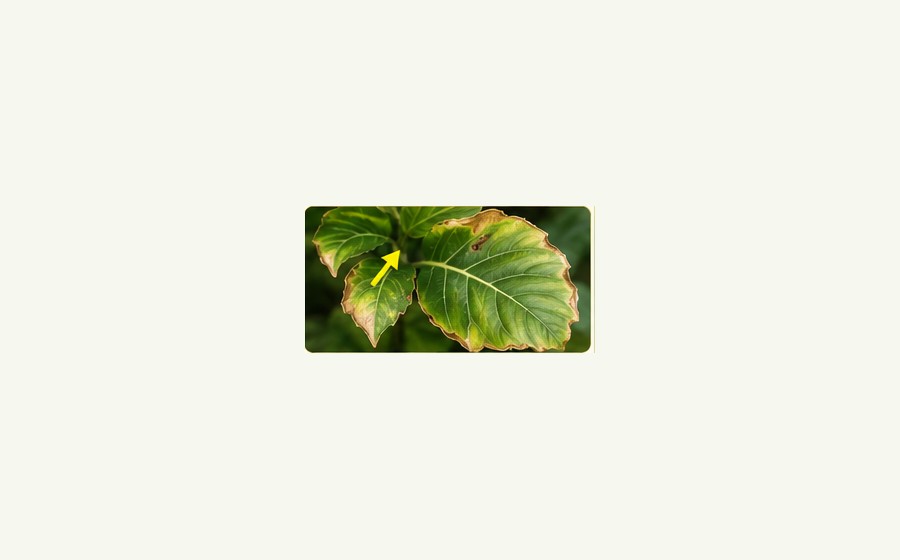 Generated photo-style card for Chlorine deficiency