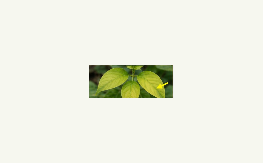Generated photo-style card for Nitrogen deficiency