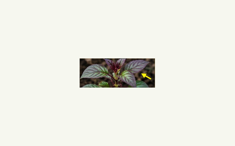 Generated photo-style card for Phosphorus deficiency