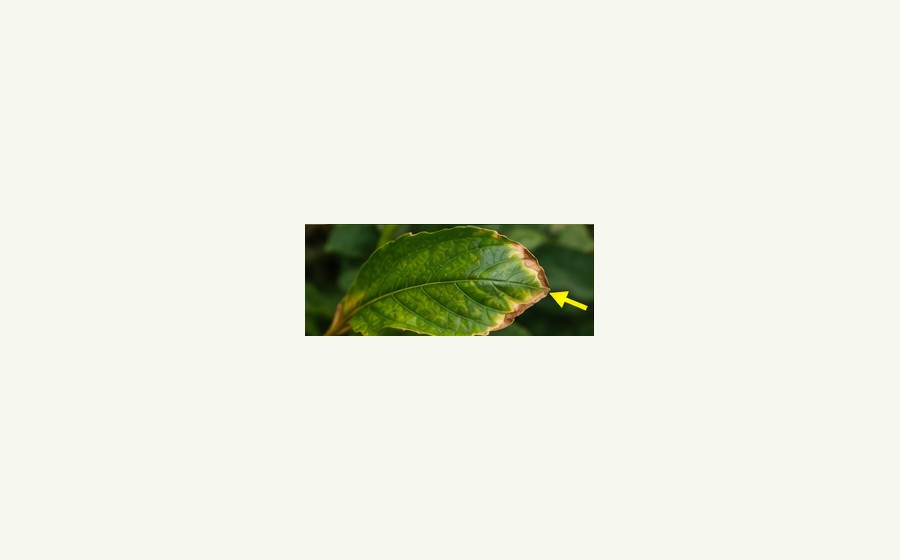 Generated photo-style card for Potassium deficiency