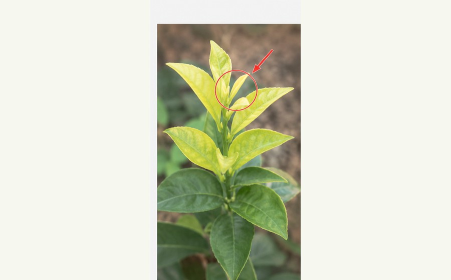 Generated photo-style card for Sulfur deficiency