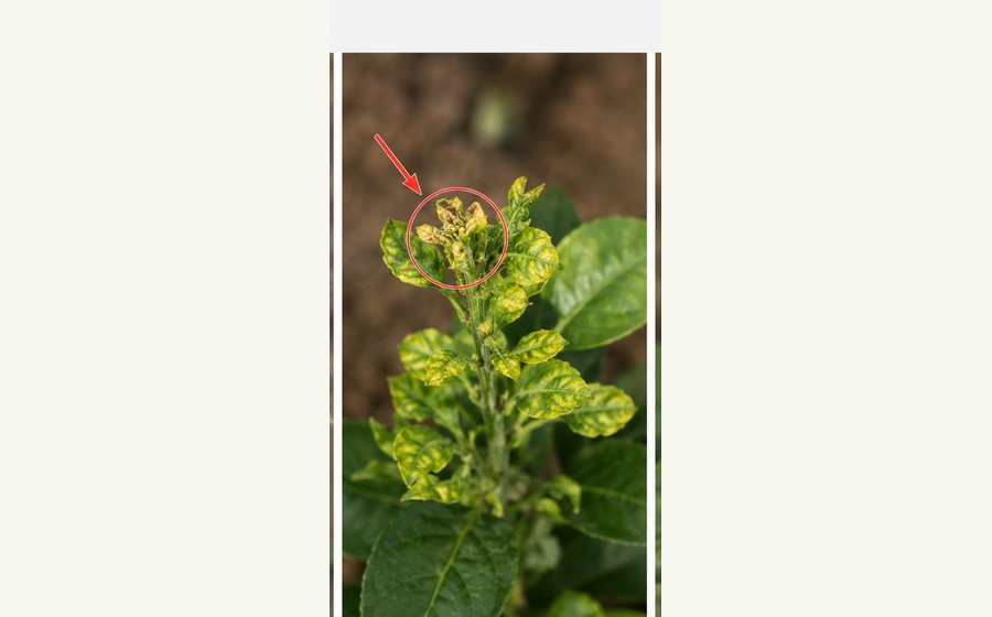 Generated photo-style card for Zinc deficiency