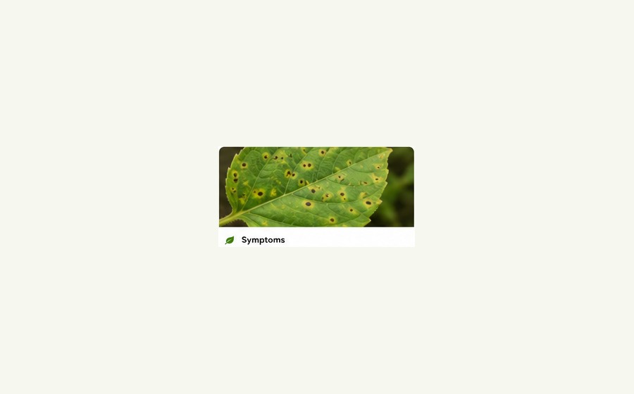 Generated photo-style card for Bacterial leaf spot