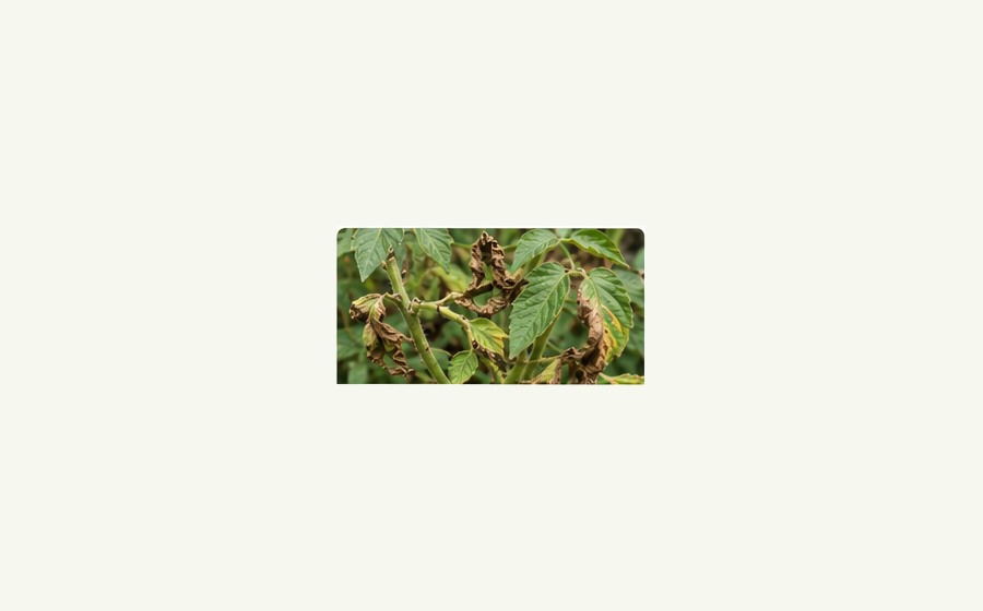 Generated photo-style card for Blight
