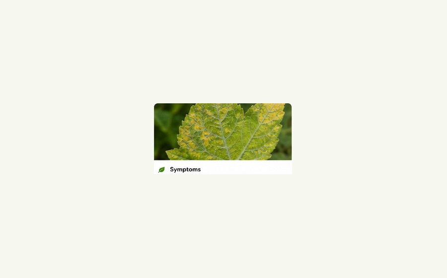 Generated photo-style card for Downy mildew