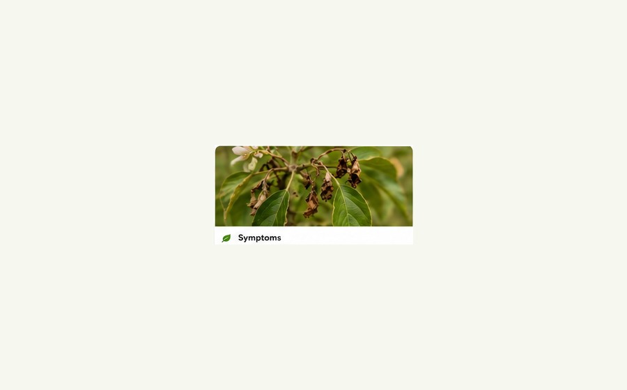 Generated photo-style card for Fire blight