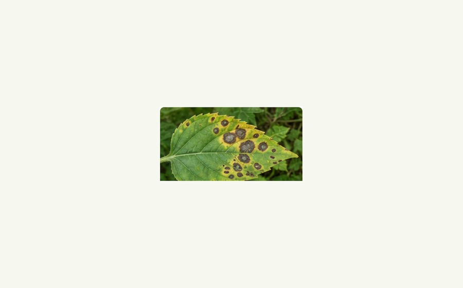 Generated photo-style card for Leaf spot