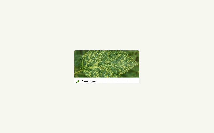 Generated photo-style card for Mosaic virus