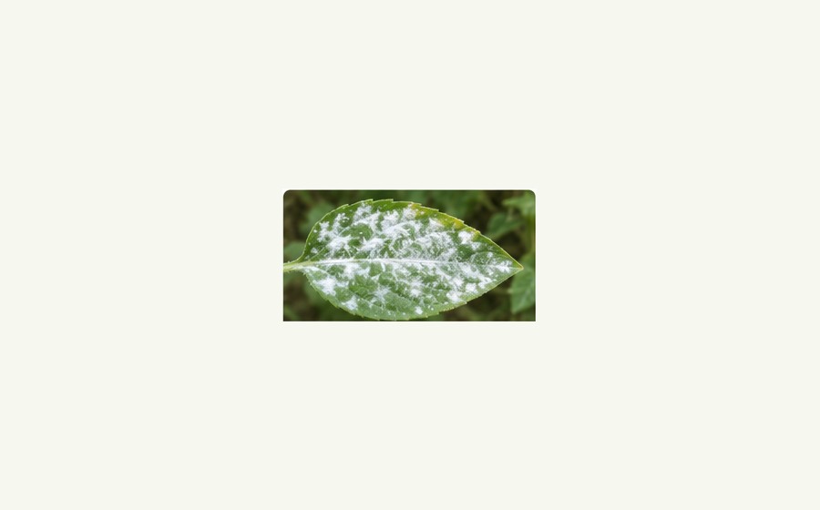 Generated photo-style card for Powdery mildew