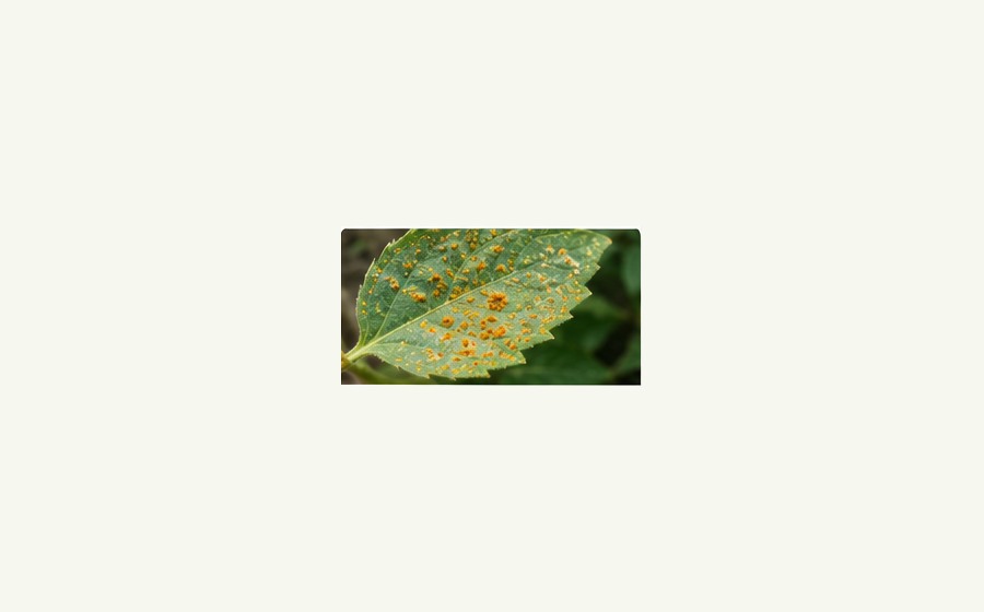 Generated photo-style card for Rust