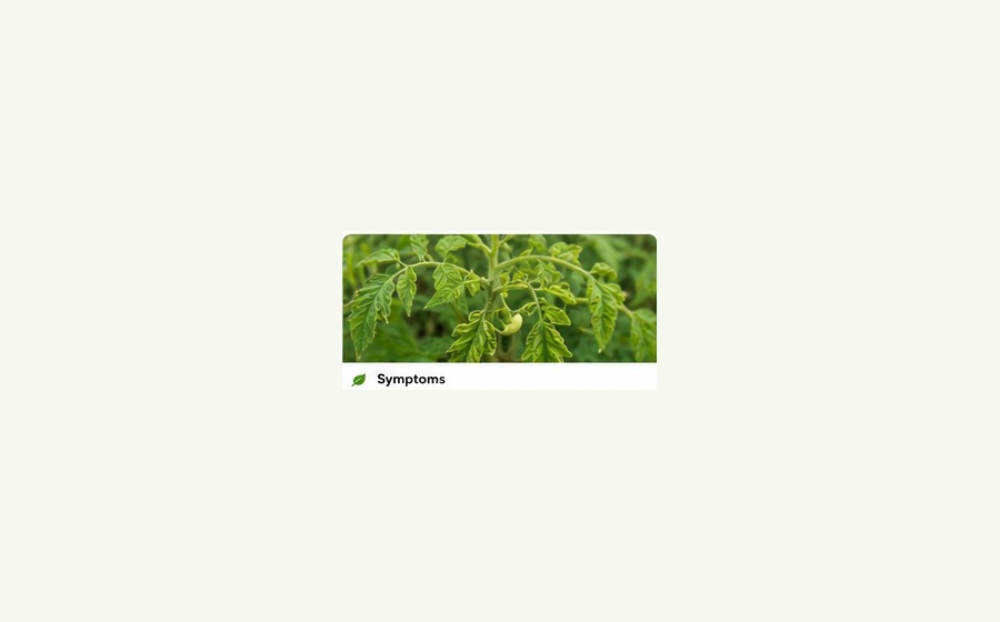 Generated photo-style card for Tomato yellow leaf curl virus