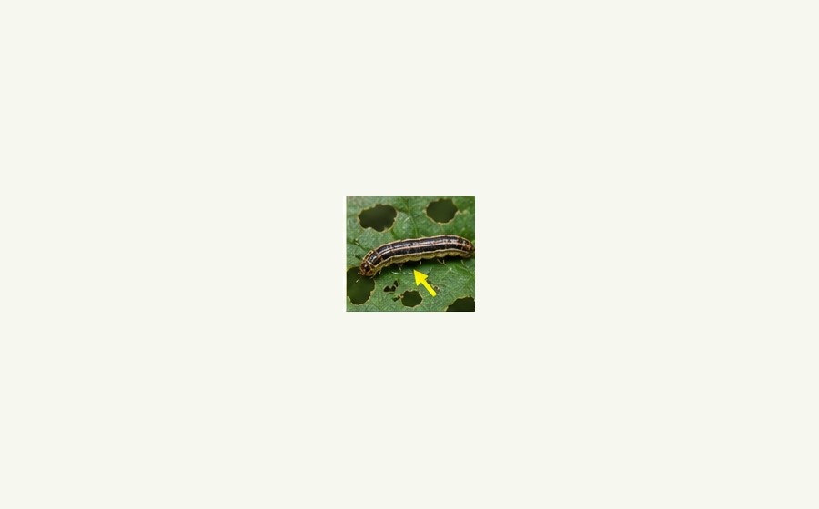 Armyworms guide image