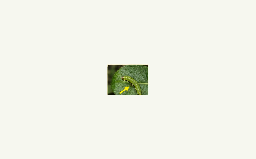 Caterpillars guide image