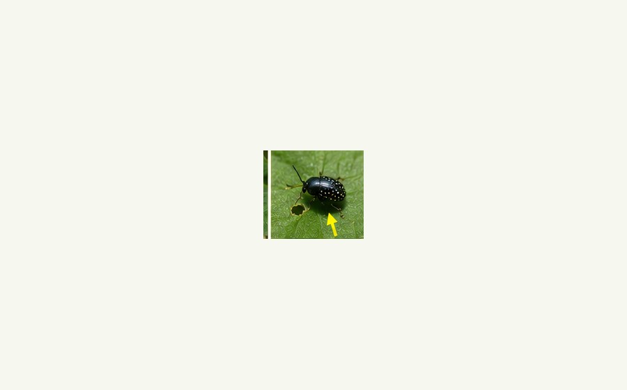 Beetles guide image