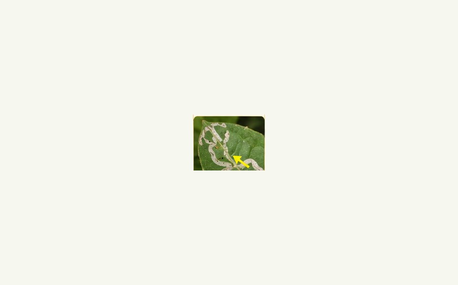 Leaf miners guide image
