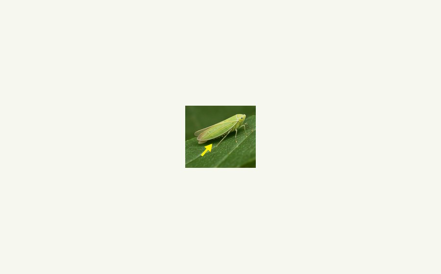 Leafhoppers guide image