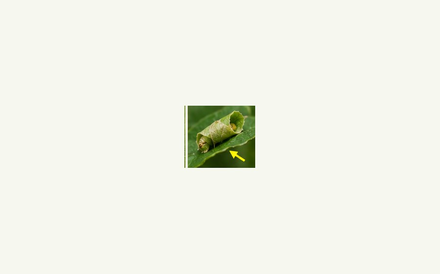 Leafrollers guide image