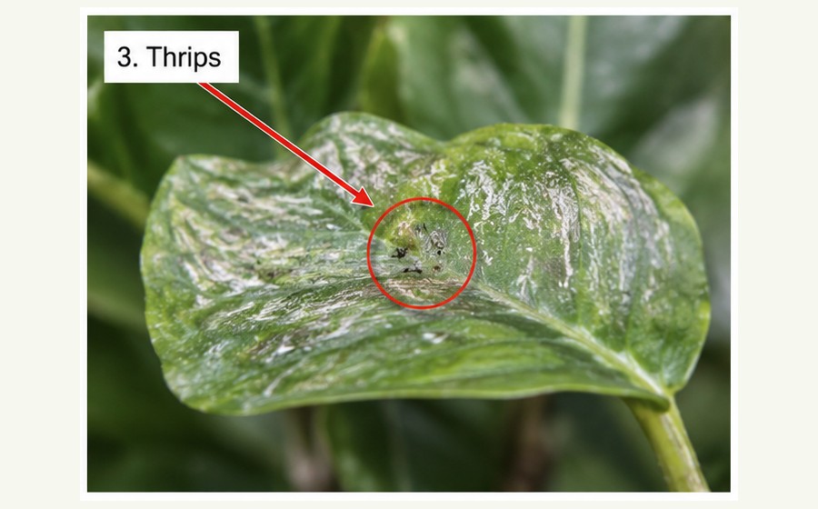 Thrips guide image