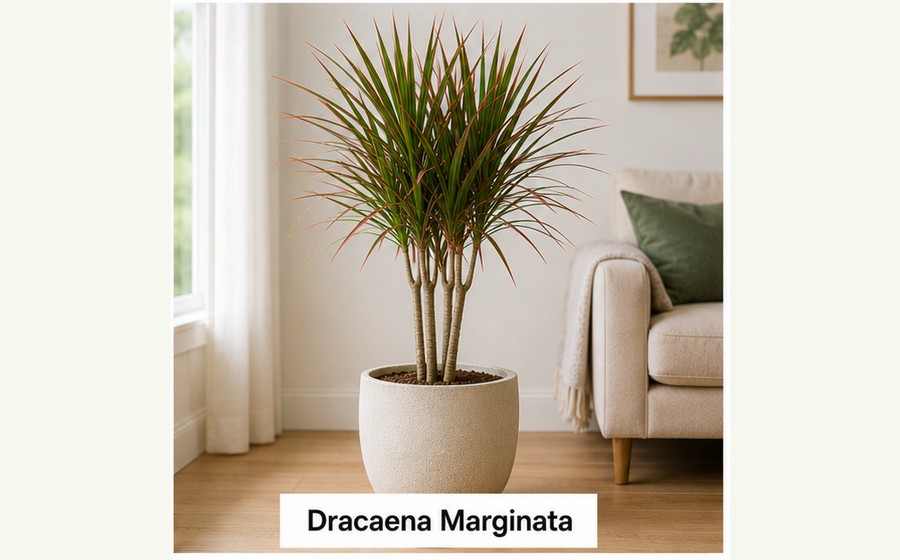 Generated photo-style card for Dracaena marginata