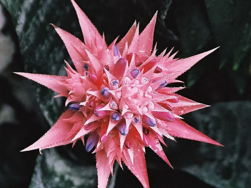 Real photo of Aechmea Bromeliad