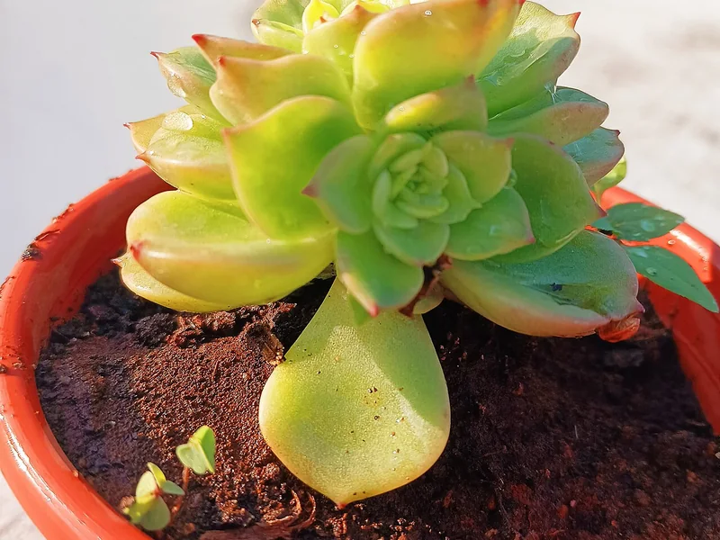 Real photo of Aeonium Kiwi