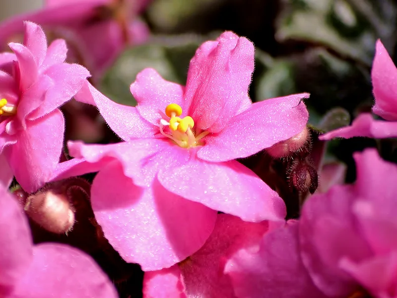 Real photo of African Violet