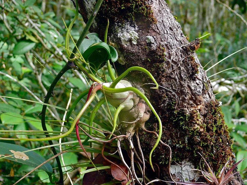 Real photo of Air Plant Bulbosa