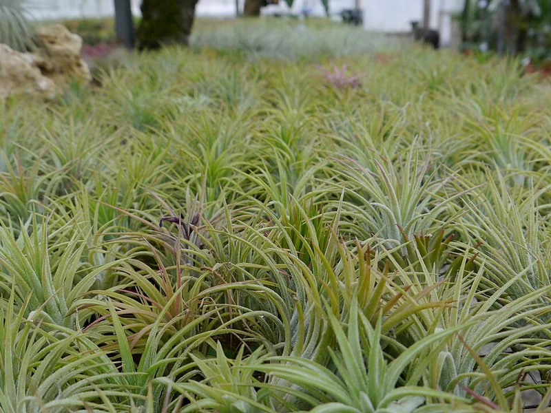 Real photo of Air Plant Ionantha