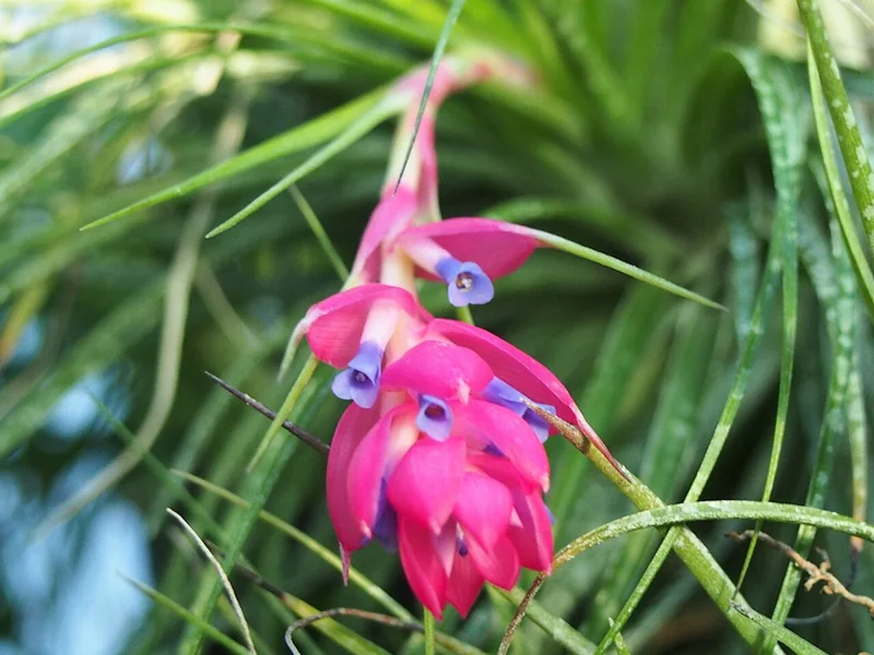 Real photo of Air Plant Stricta