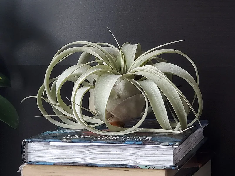 Real photo of Air Plant Xerographica
