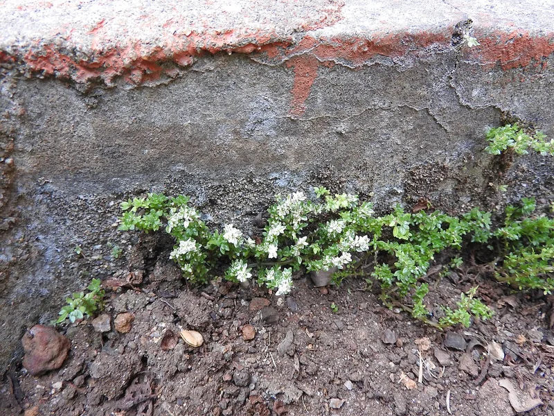Real photo of Artillery Plant