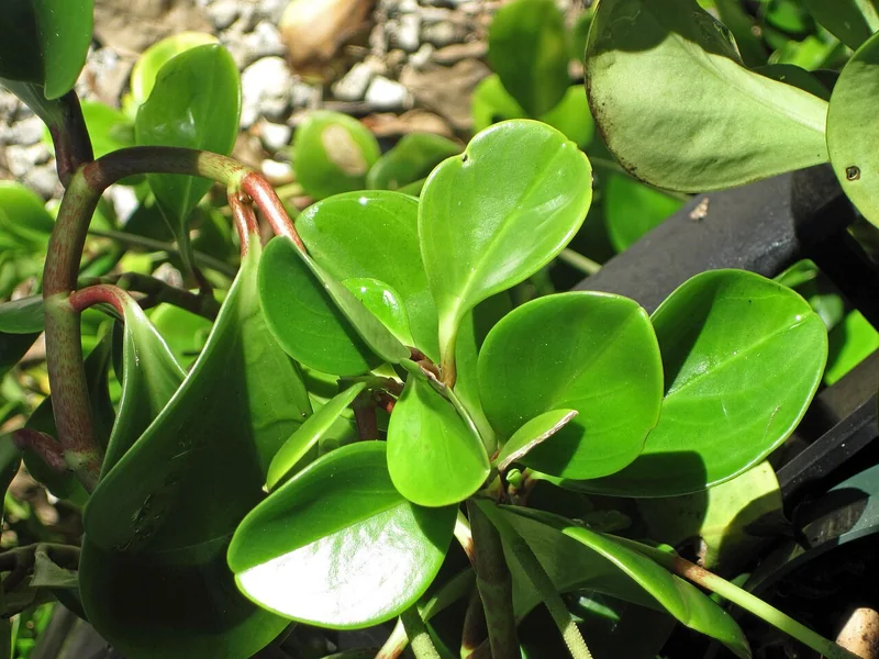 Real photo of Baby Rubber Plant