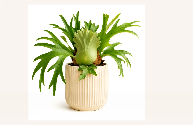 Potted reference image of Aeonium Kiwi