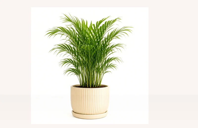 Potted reference image of Air Plant Ionantha