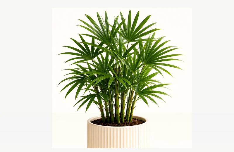 Potted reference image of Air Plant Stricta
