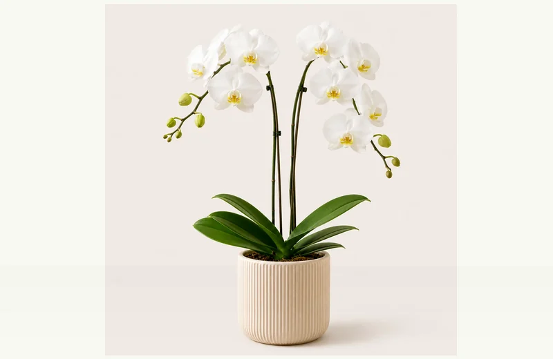 Potted reference image of Air Plant Xerographica