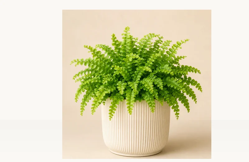 Austral Gem Fern plant illustration
