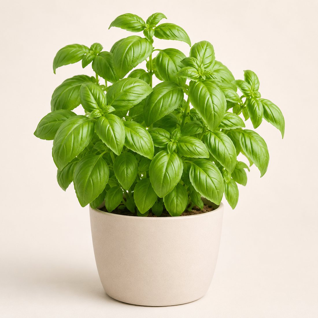 Basil herb plant in a simple container