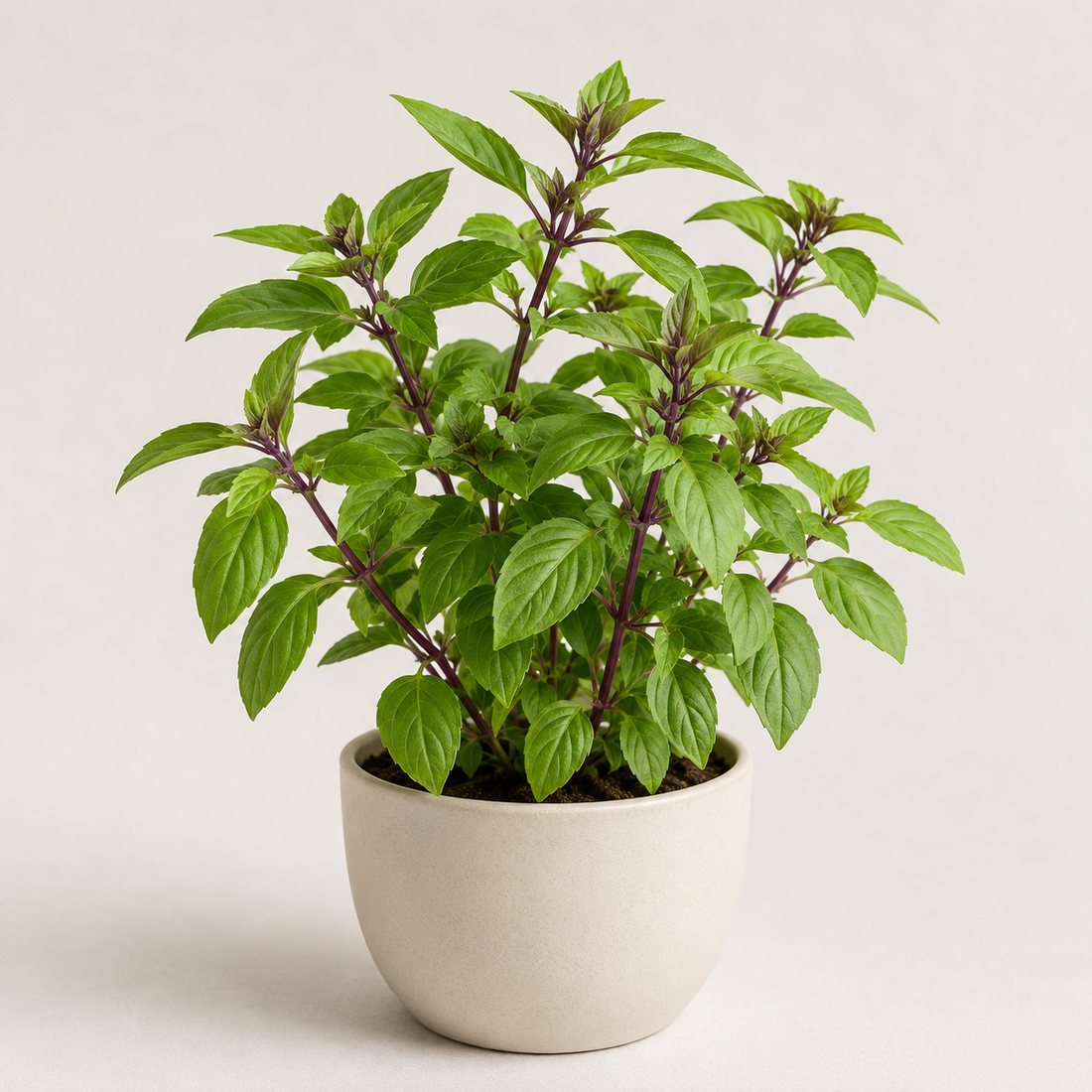 Thai Basil herb plant in a simple container