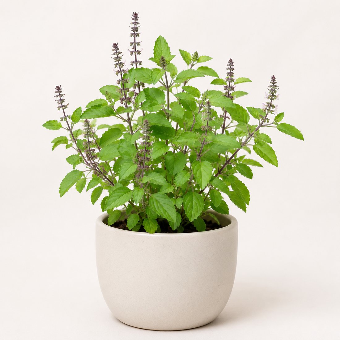 Lemon Basil herb plant in a simple container