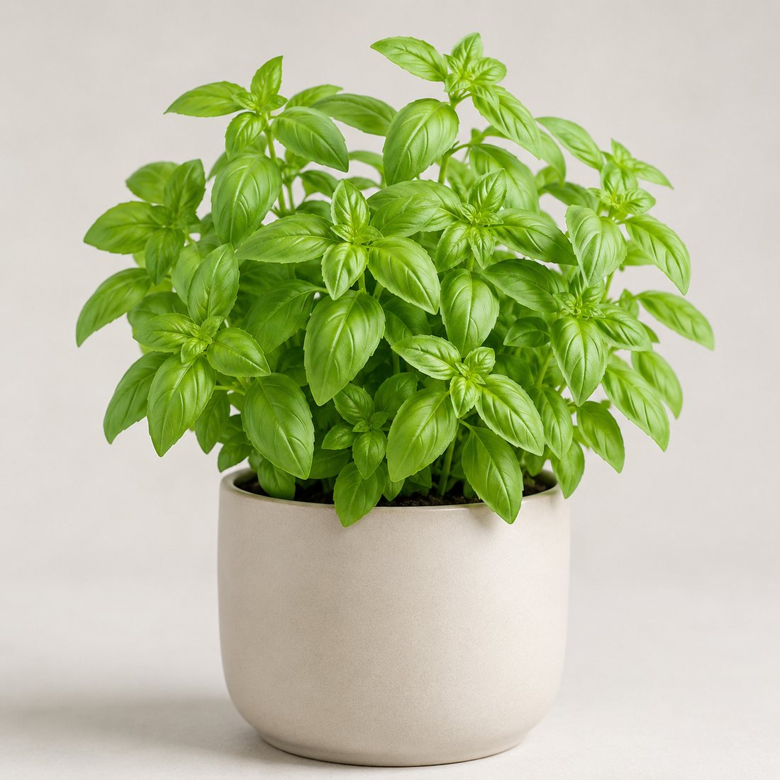 Holy Basil herb plant in a simple container