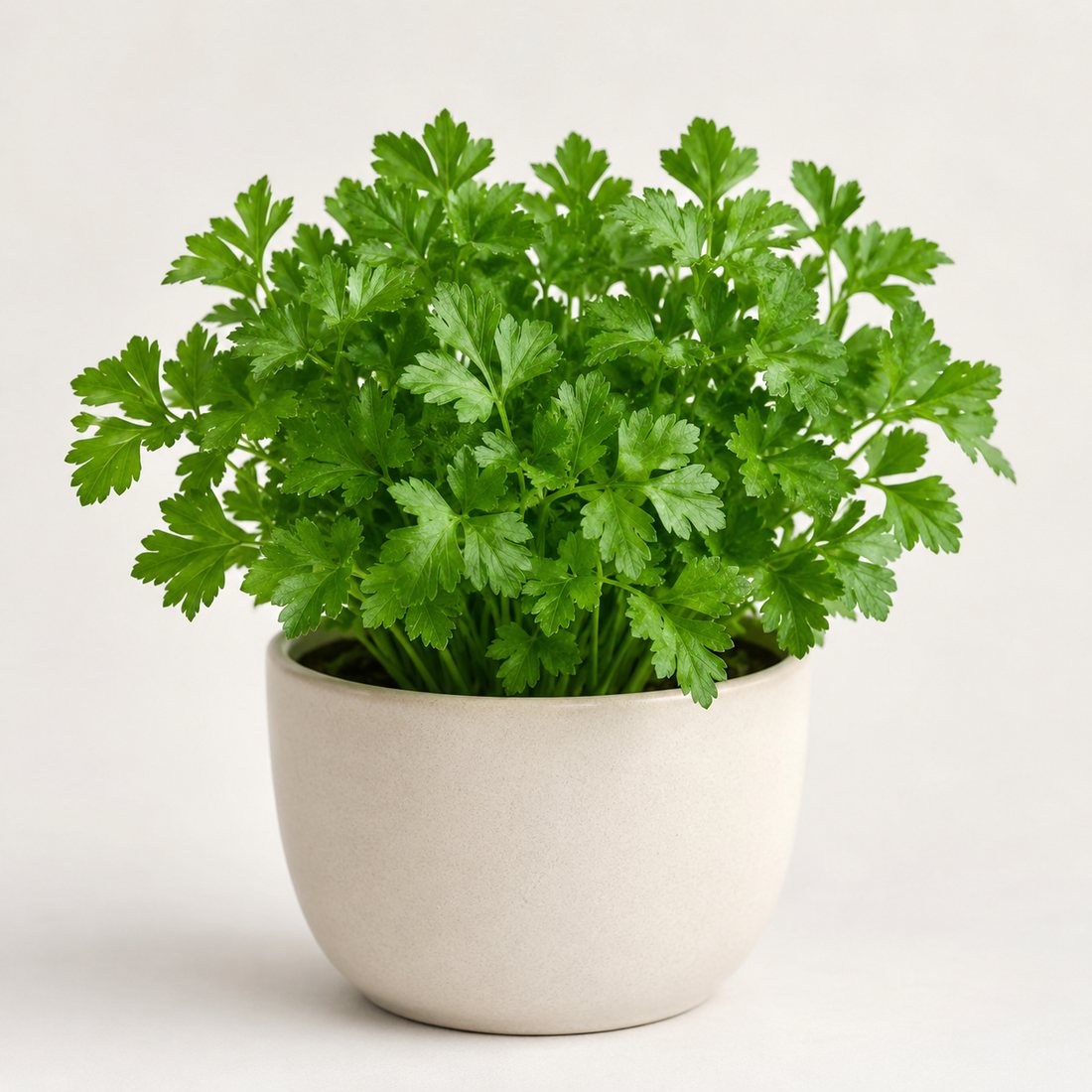 Parsley herb plant in a simple container
