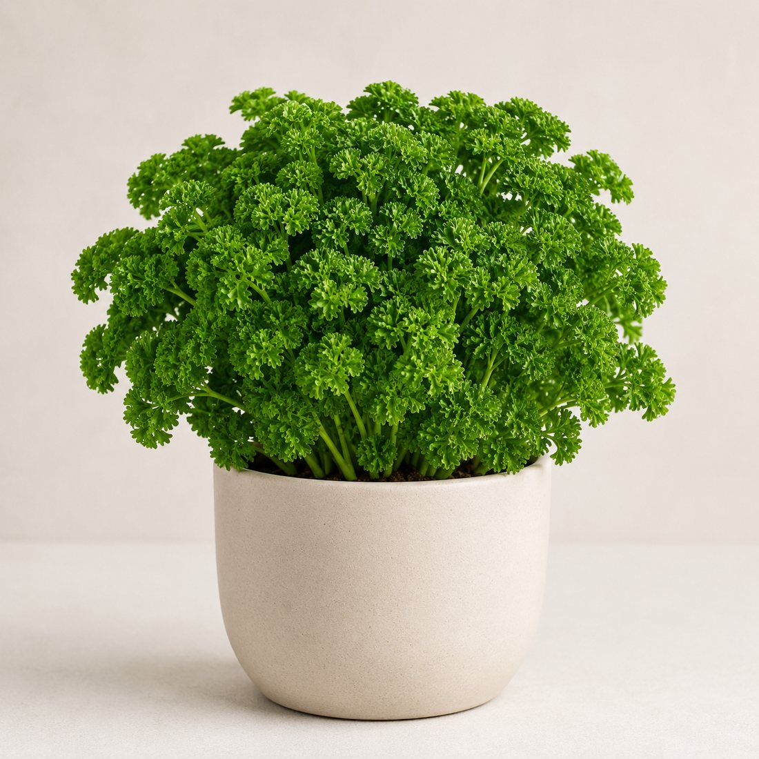 Curly Parsley herb plant in a simple container