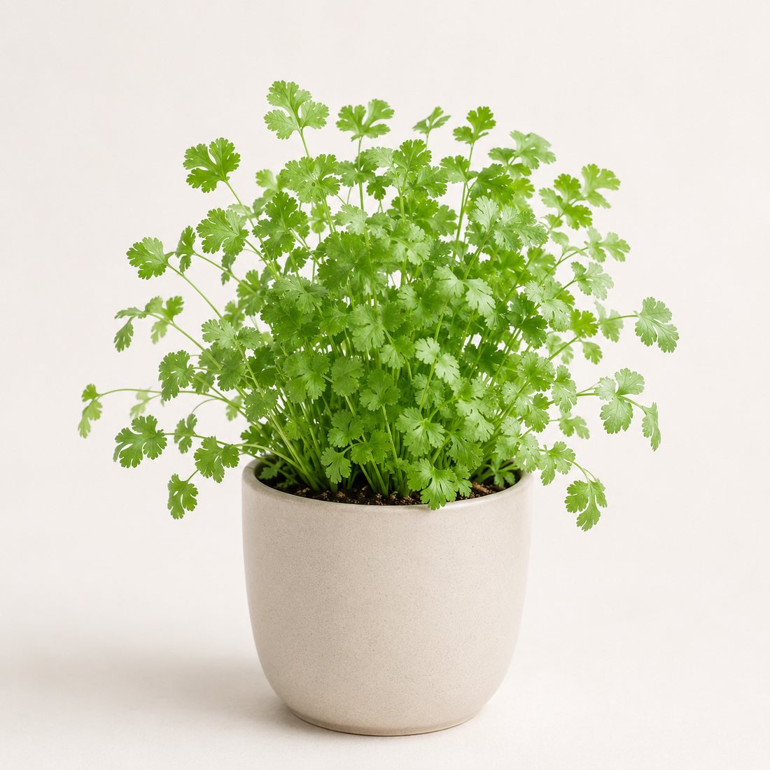 Cilantro herb plant in a simple container