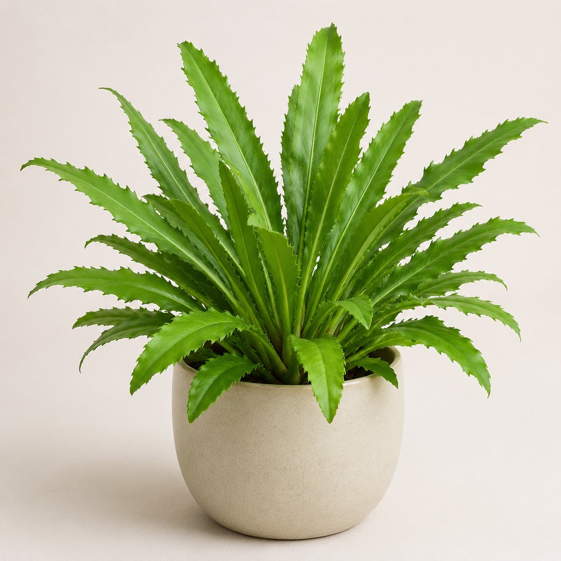 Culantro herb plant in a simple container