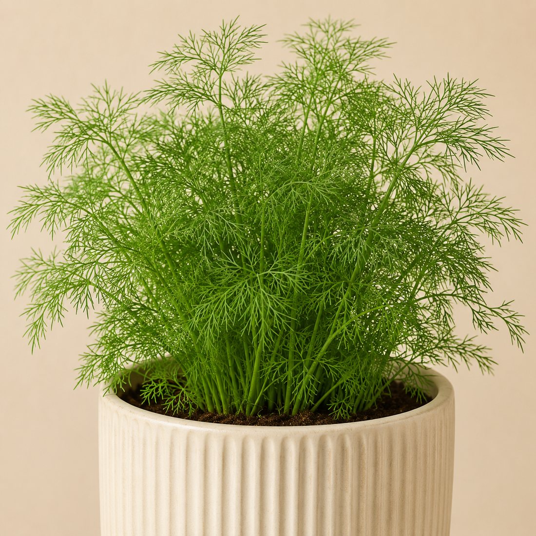 Dill herb plant in a simple container