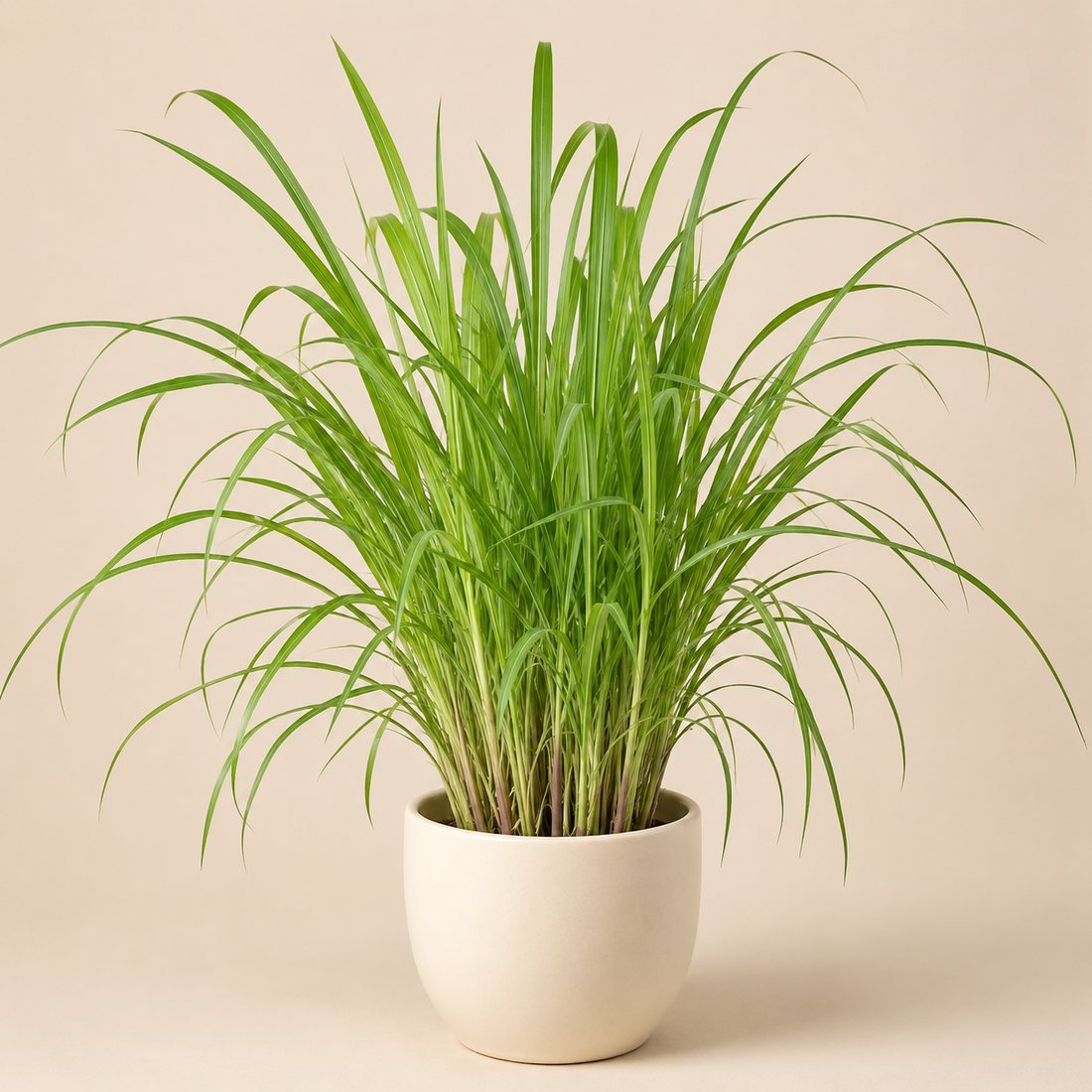 Garlic Chives herb plant in a simple container