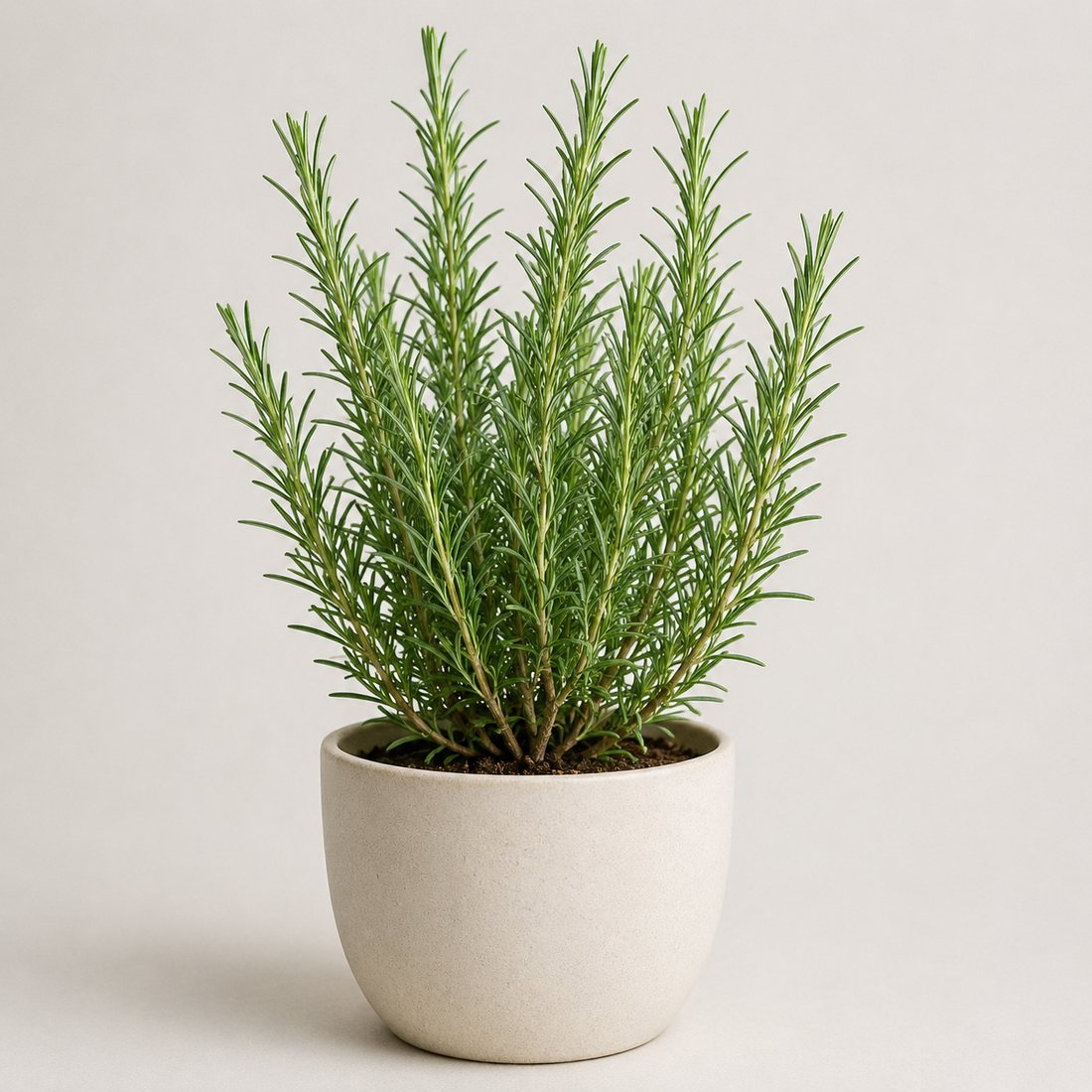 Rosemary herb plant in a simple container