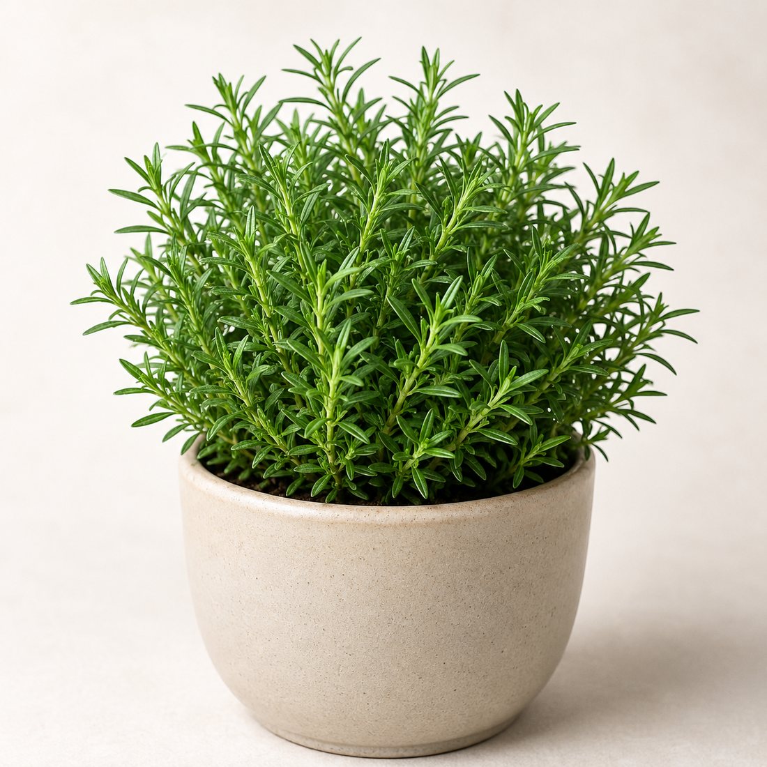 Thyme herb plant in a simple container